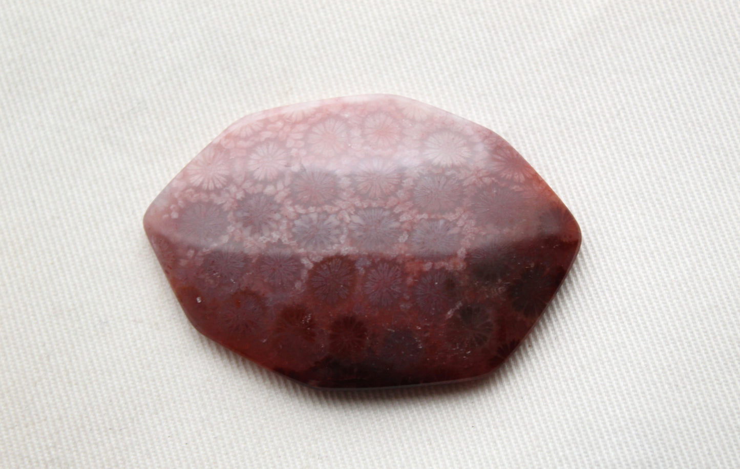 Large Fossilized Coral Gemstone cabochon Freeform