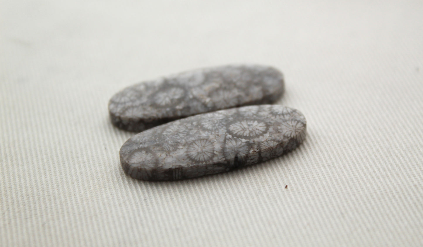 Gray Fossil coral Oval pair cabochons