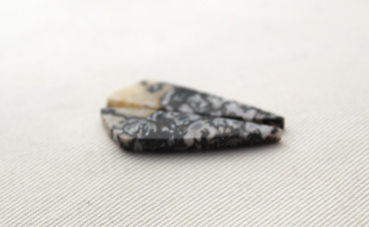 Fossilized Wood Pair of Gemstones cabochon white natural