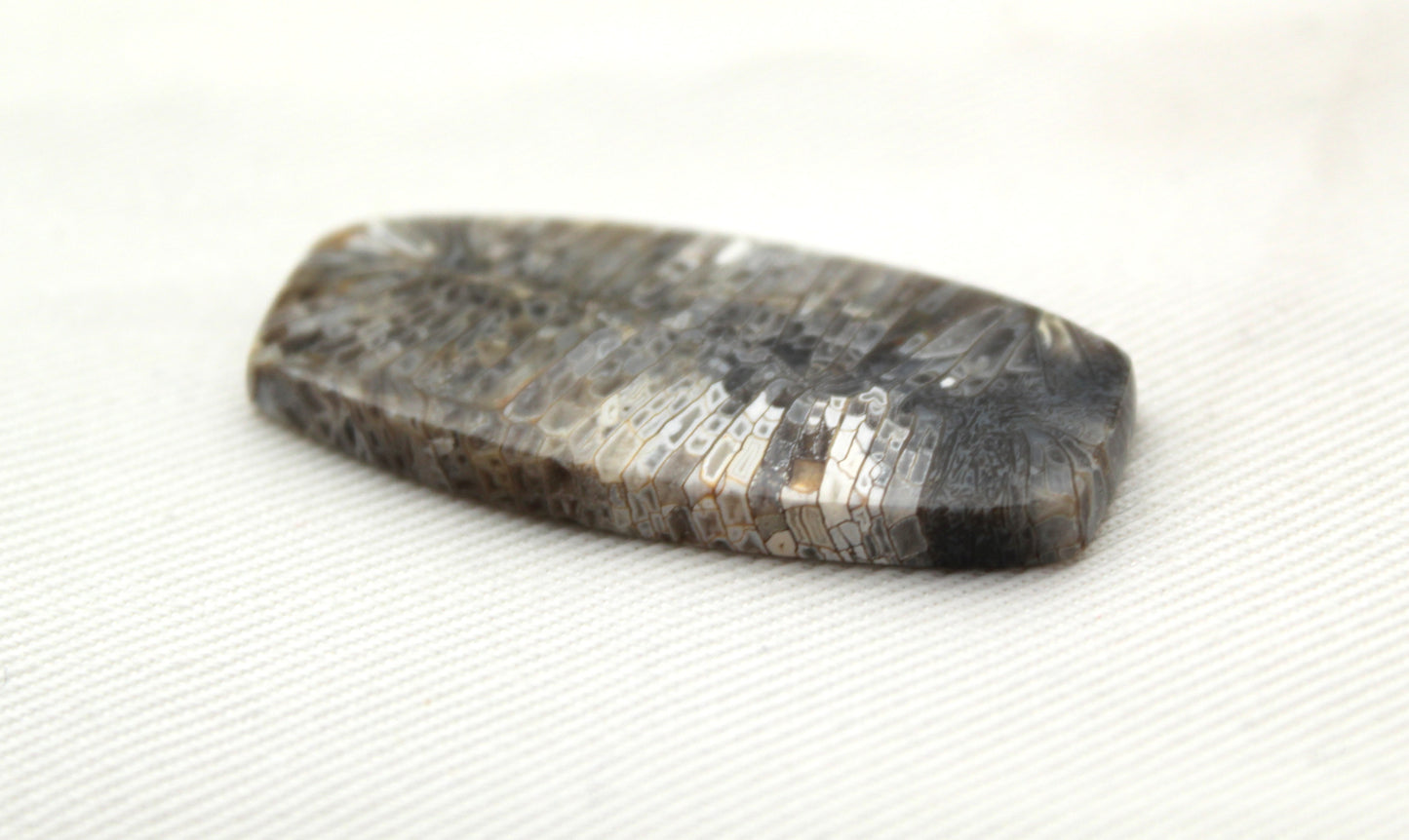 Fossilized Coral Gemstone cabochon