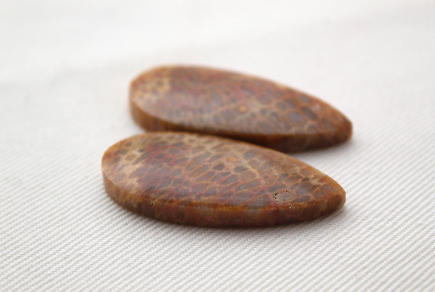 Fossil Palm root Cabochon Pair Gemstone teardrop