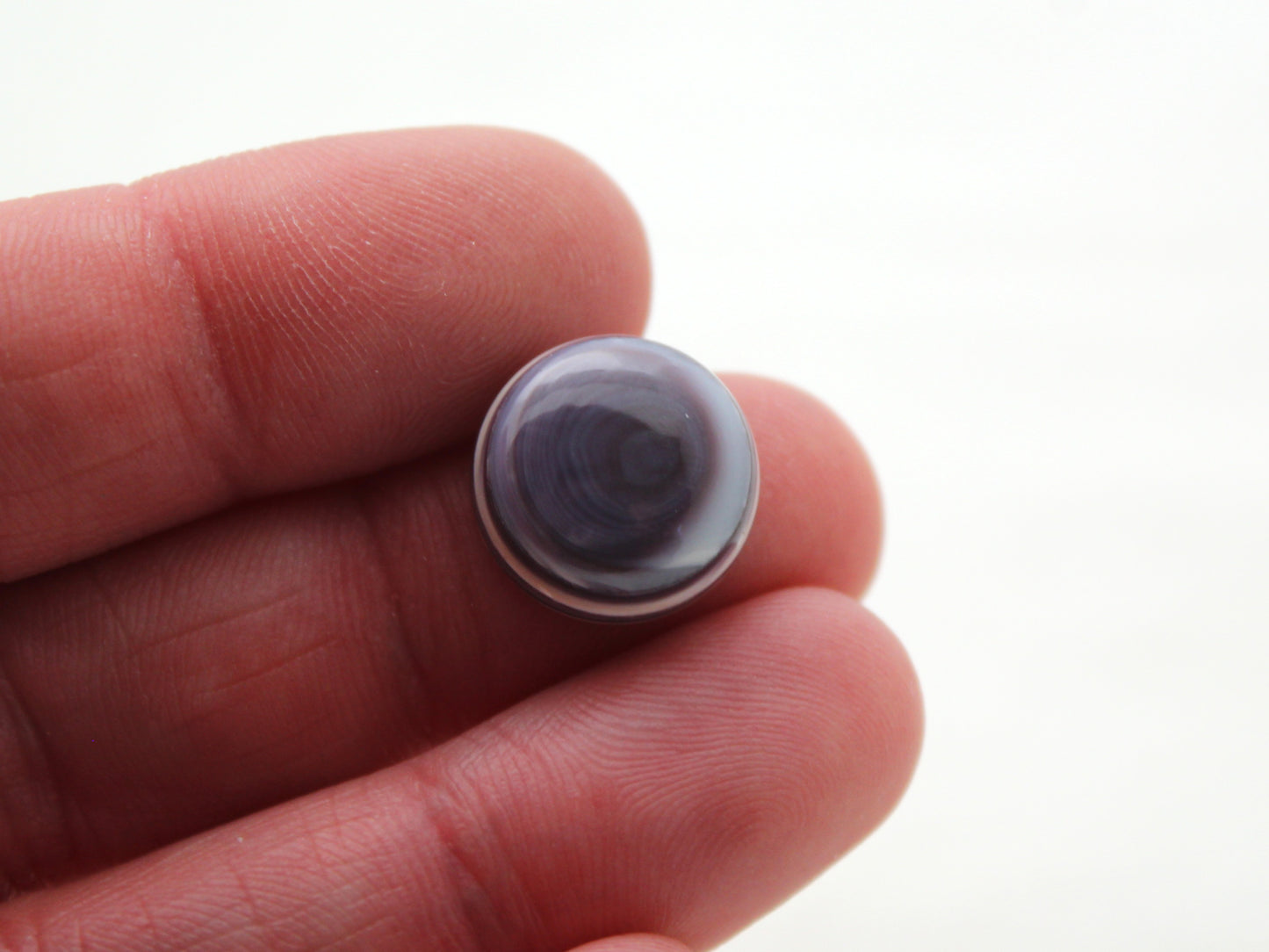 TWO Wampum Quahog Shell round 14MM purple