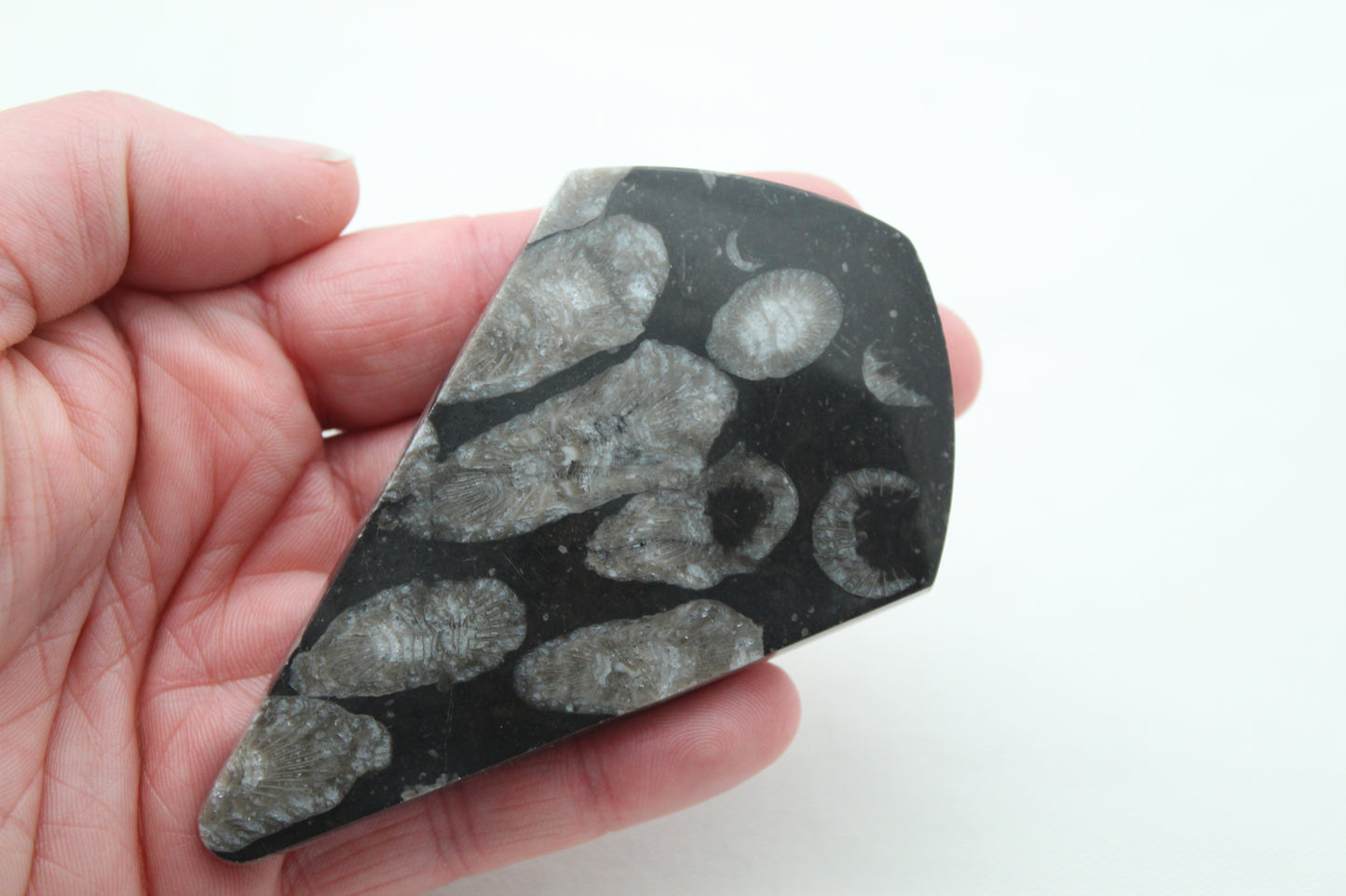 Extra Large Fossil Shell Gemstone Freeform