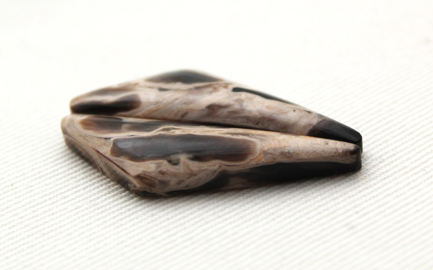Petrified Palm Wood Cabochon Pair