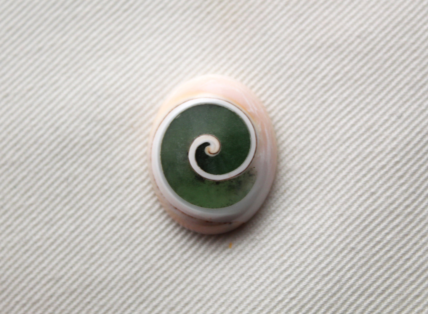 Fossil Palmwood Pair Cabochon Gemstone with druzy pockets Oval