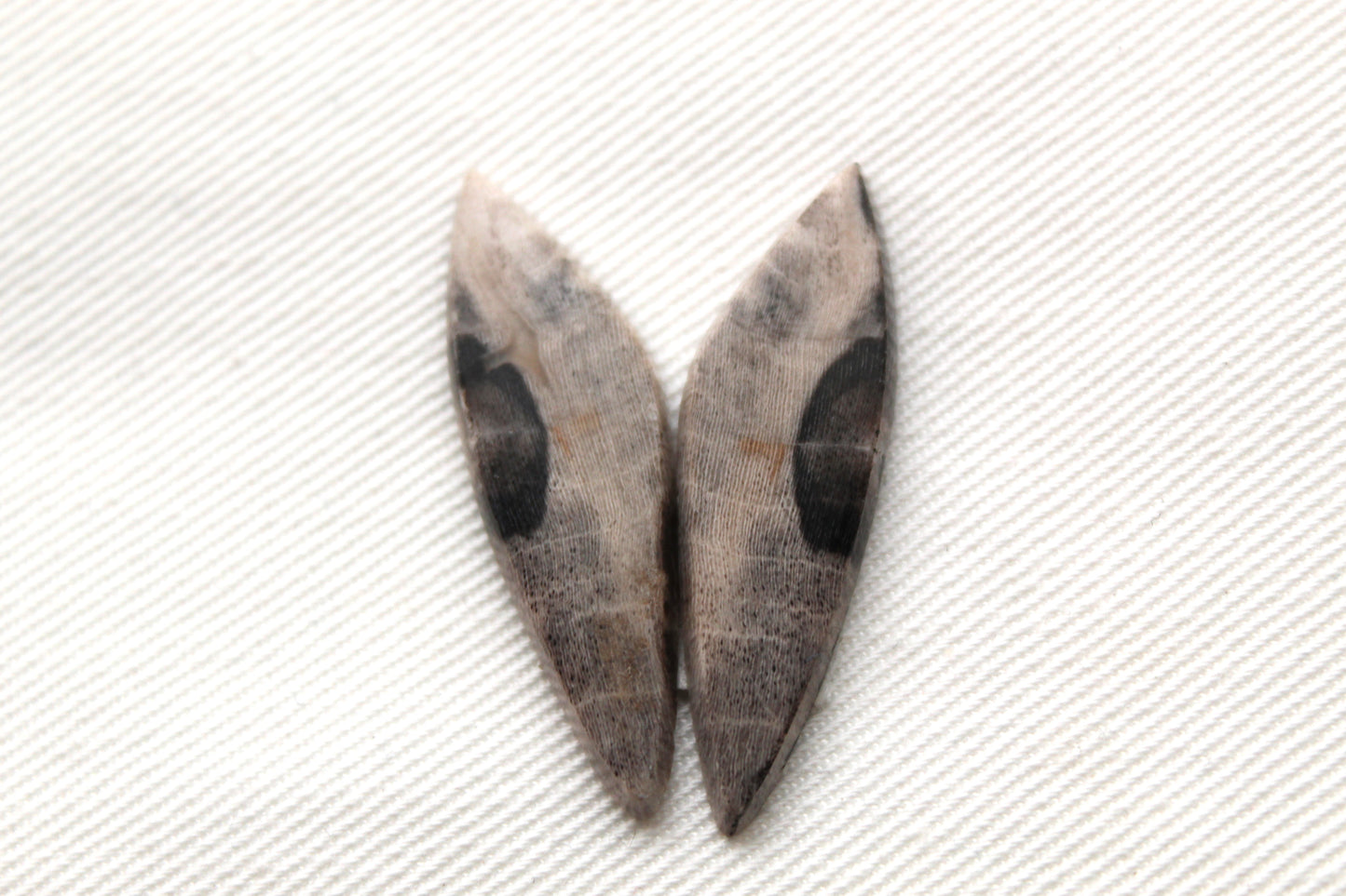 Nice pair of Petrified Wood Cabochons freeform
