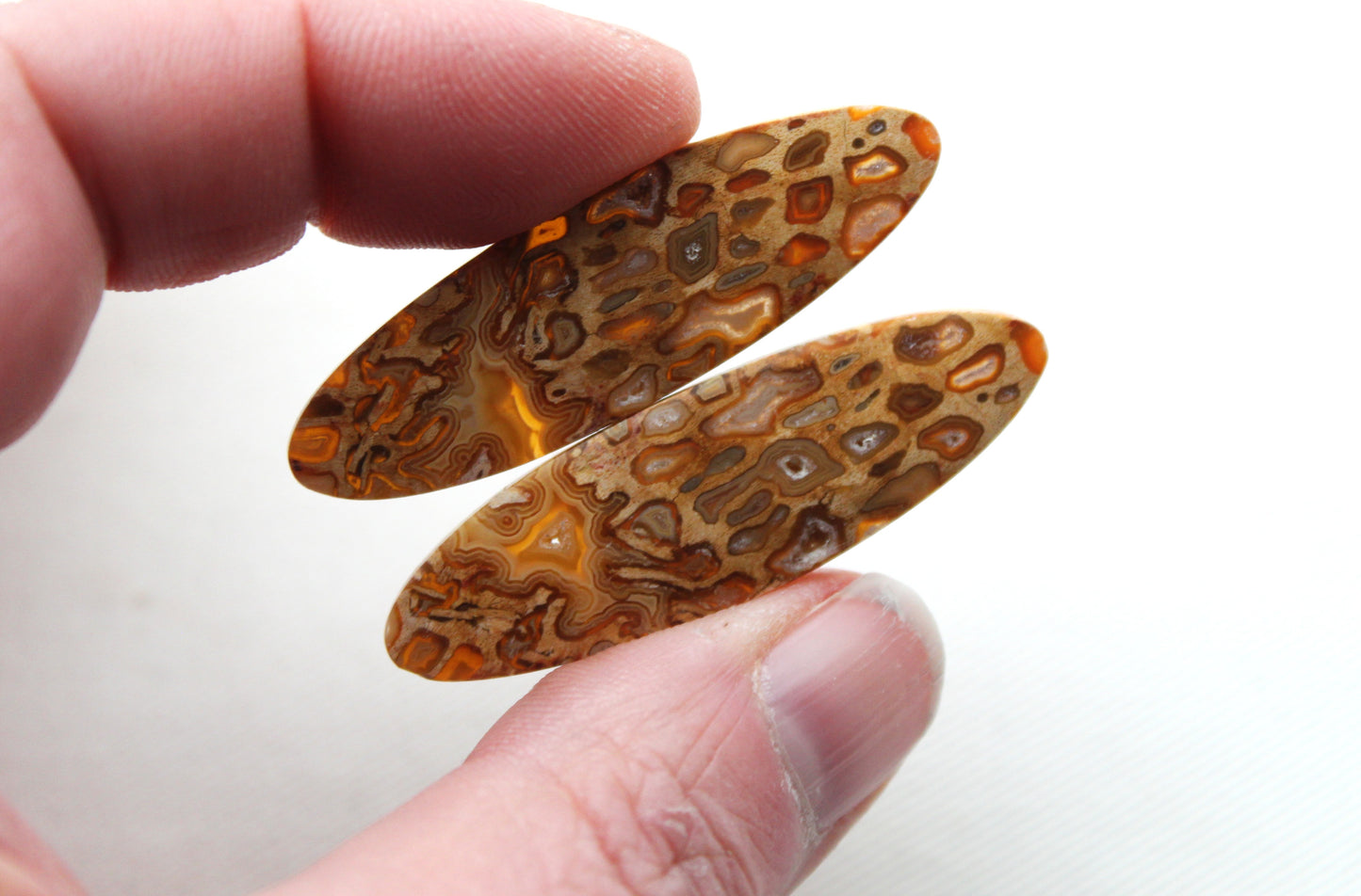 Fossil Palmwood Pair Cabochon Gemstone with druzy pockets Oval