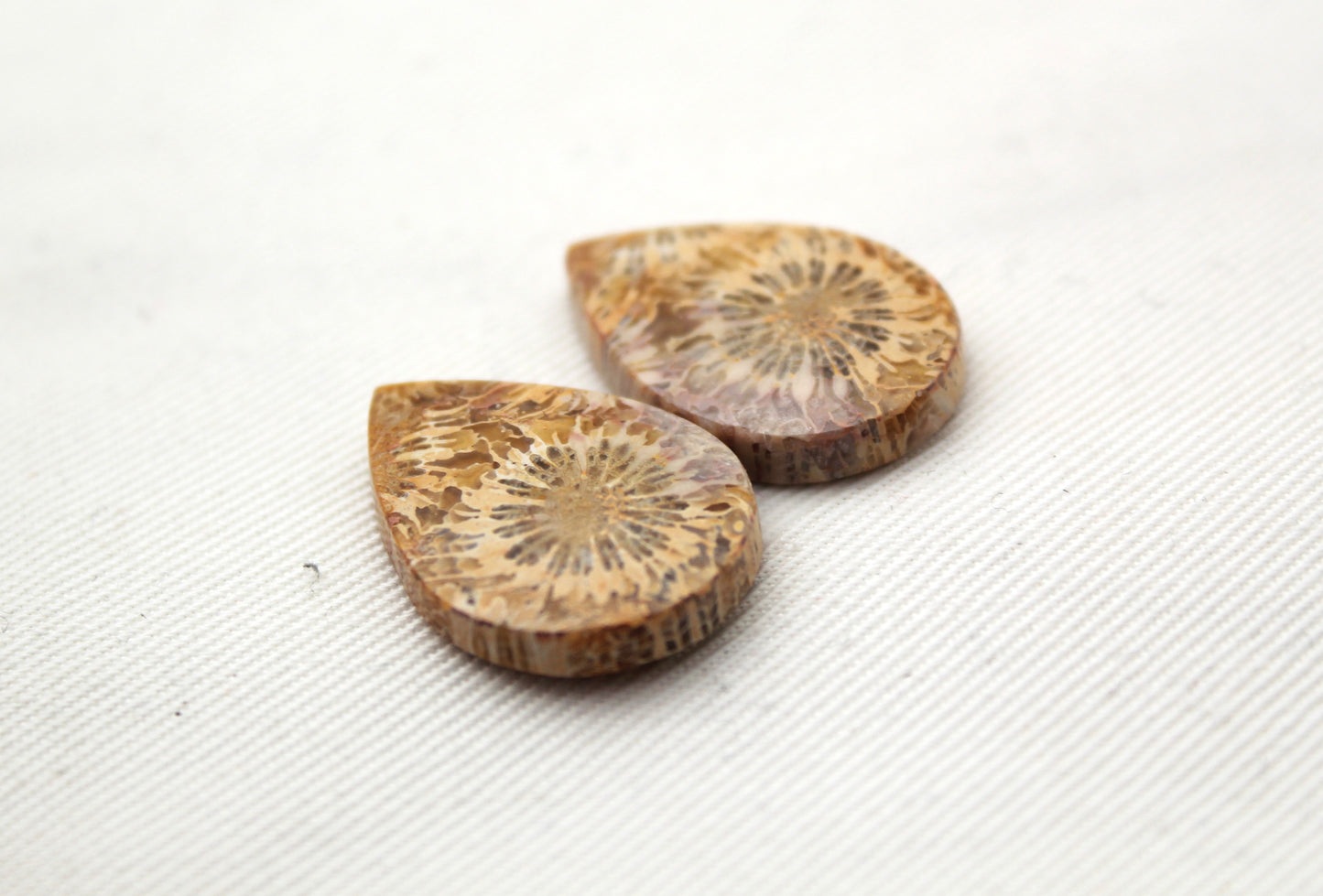 Fossilized Coral Pair of Gemstones cabochon beige natural
