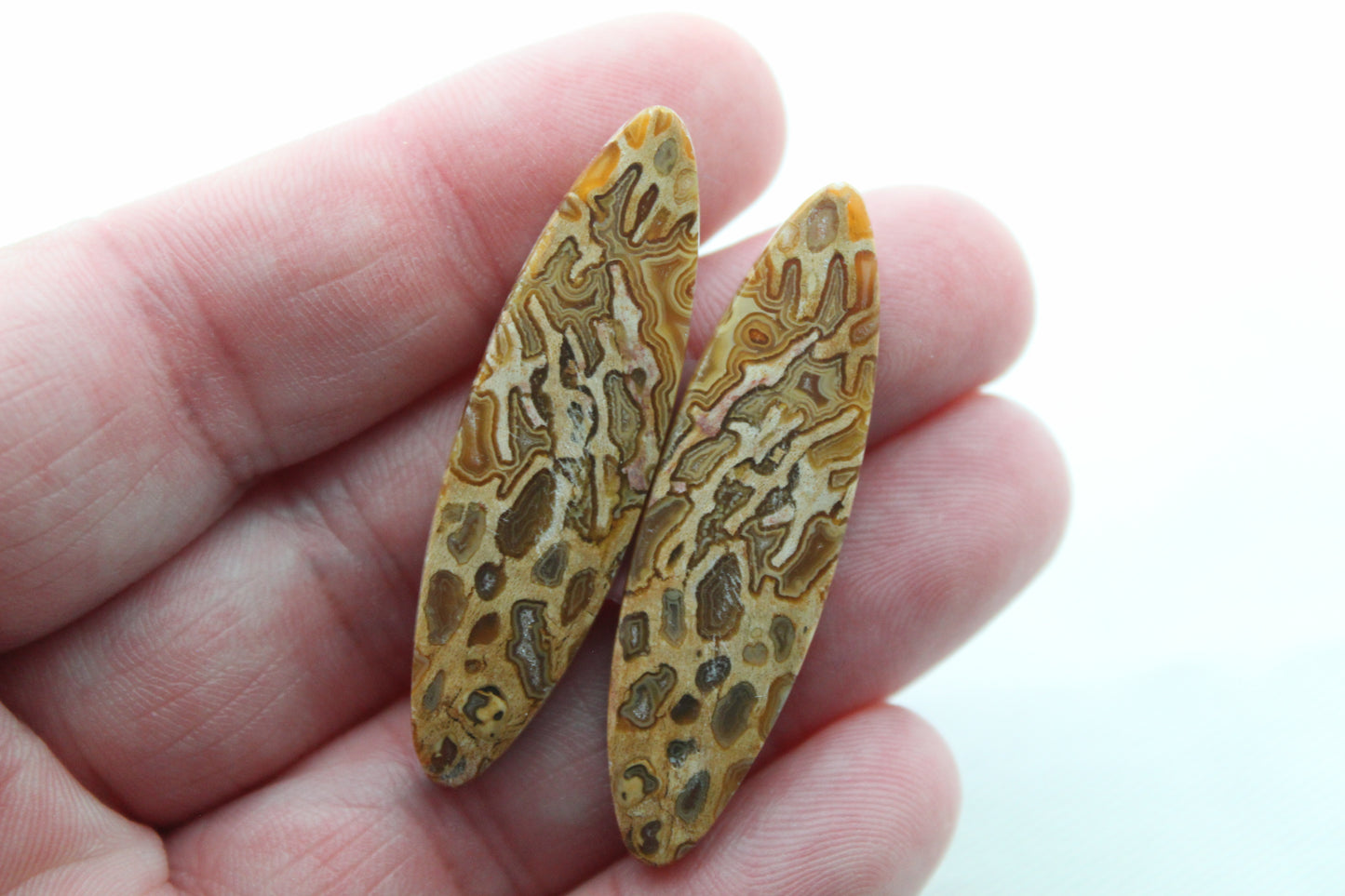 Fossil Palmwood Pair Cabochon Gemstone with druzy pockets Oval