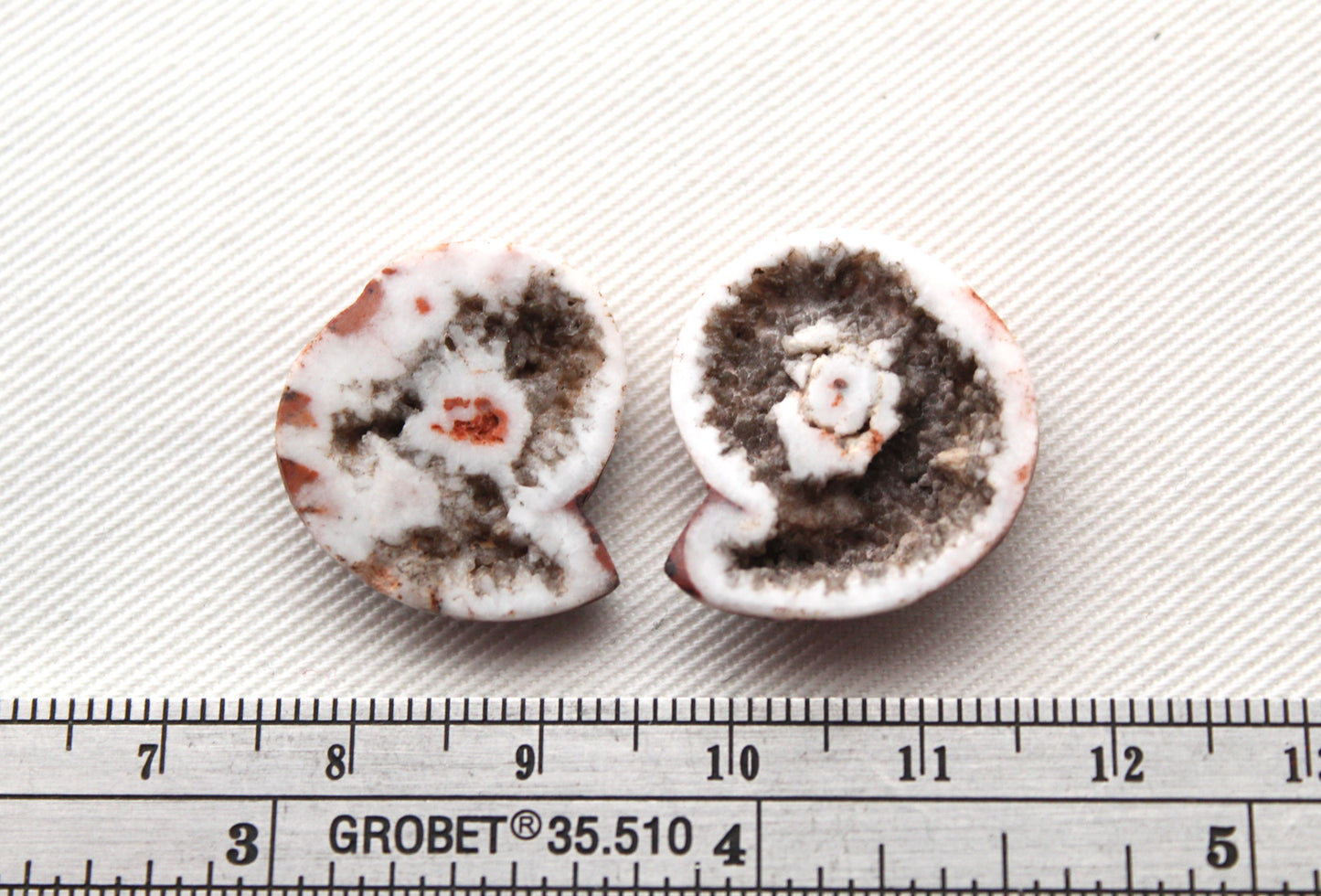 Pair Ammonite Timor Fossil Gemstone freeform rough 22MM