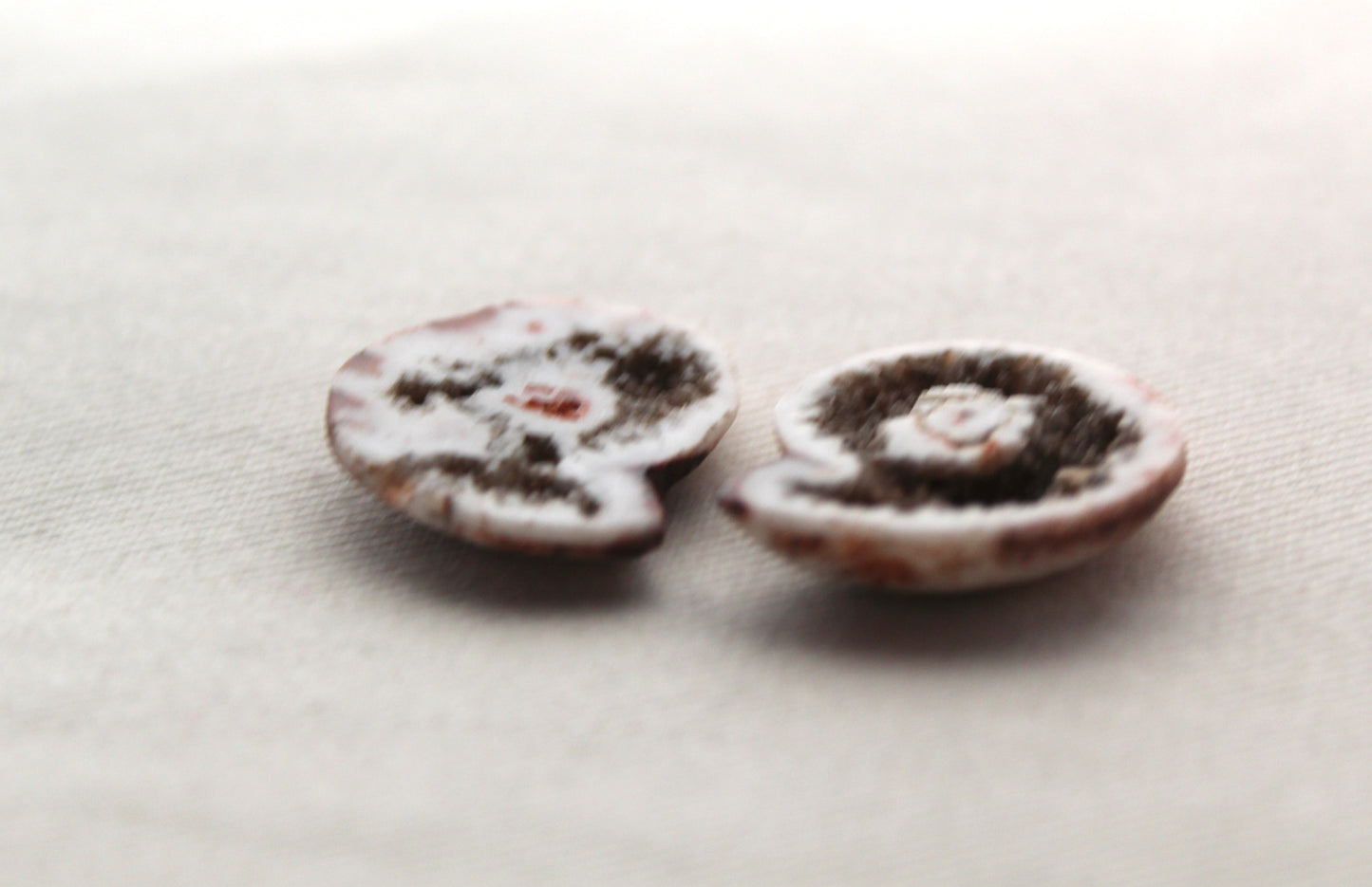Pair Ammonite Timor Fossil Gemstone freeform rough 22MM