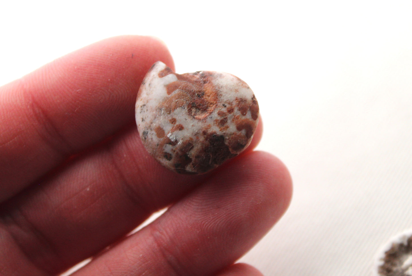Pair Ammonite Timor Fossil Gemstone freeform rough 22MM