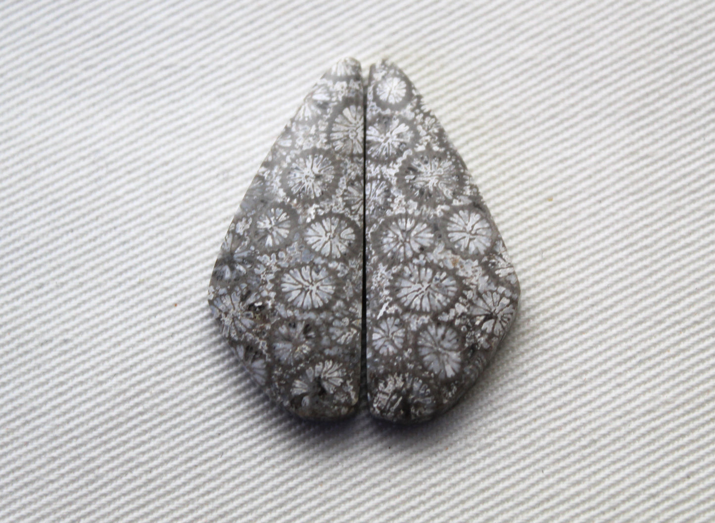 Gray Fossil coral Freeform pair cabochons