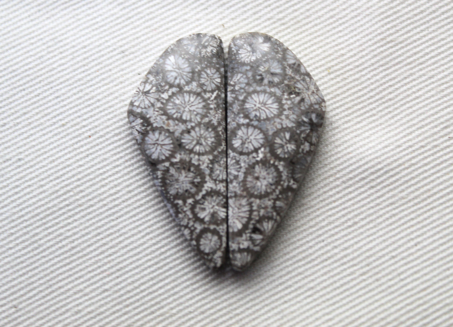 Gray Fossil coral Freeform pair cabochons