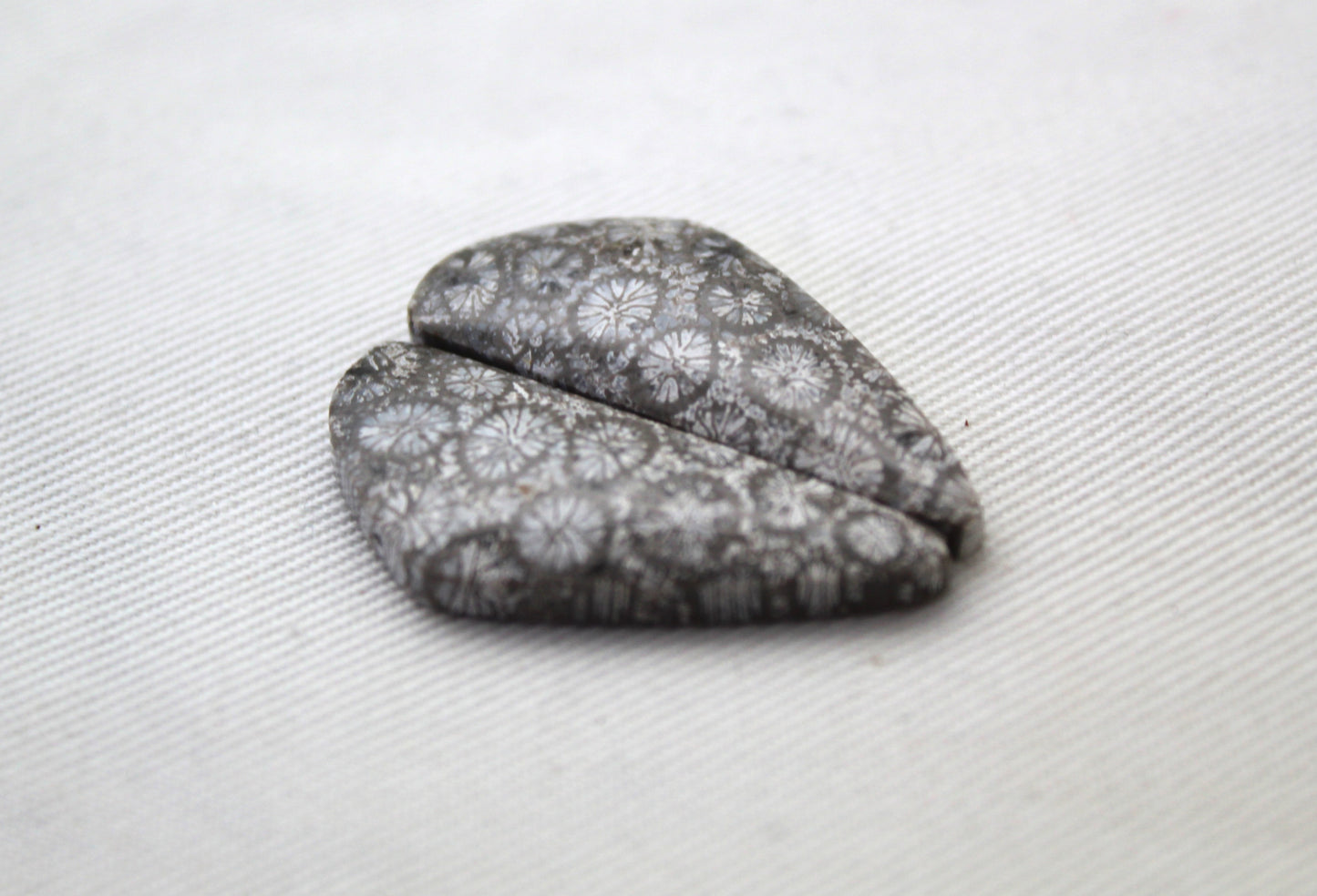 Gray Fossil coral Freeform pair cabochons