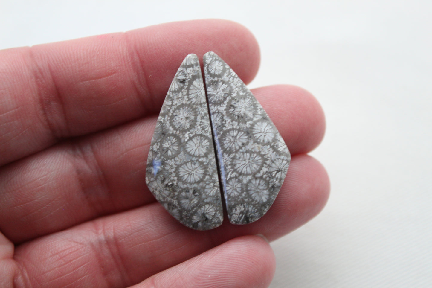 Gray Fossil coral Freeform pair cabochons