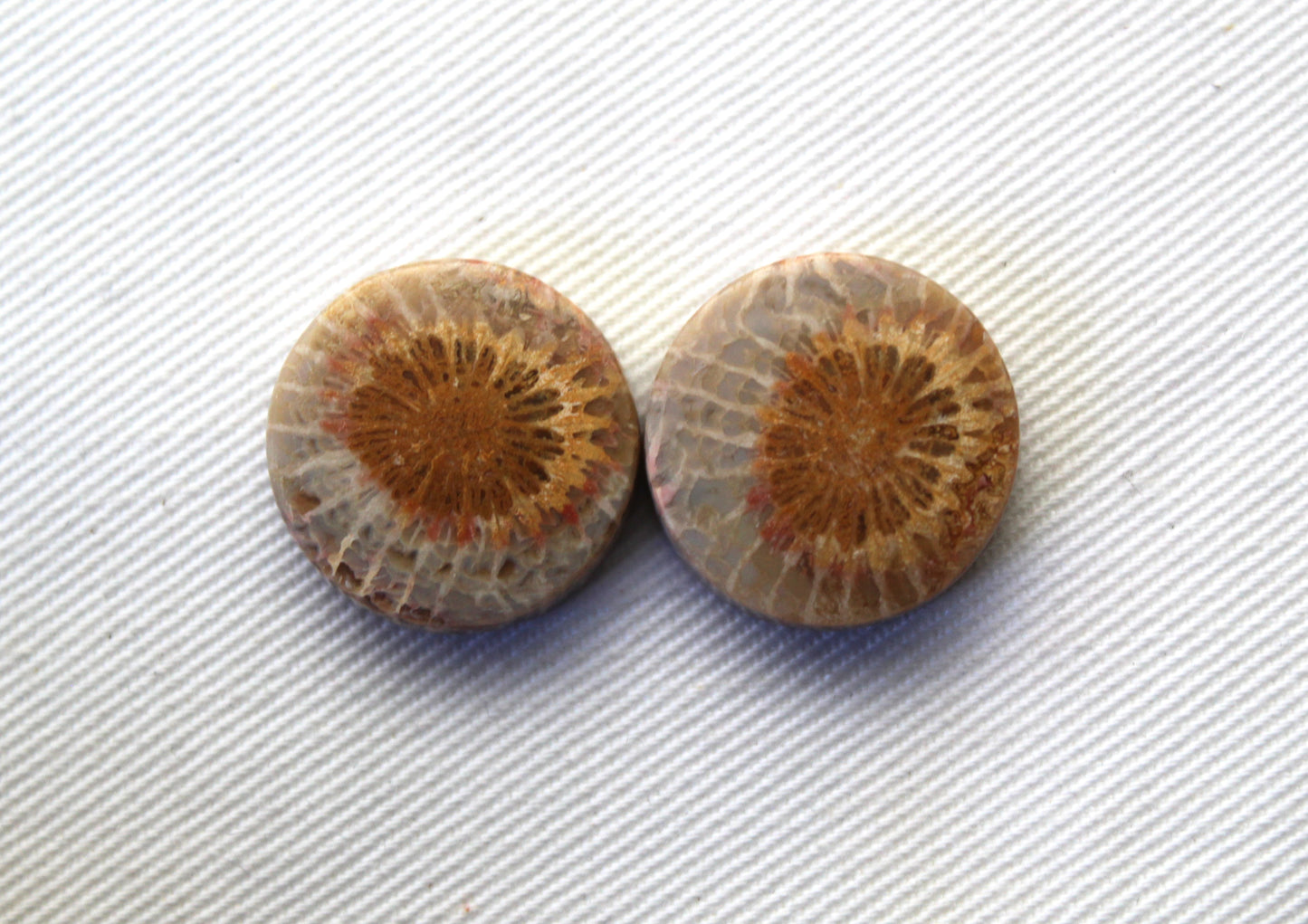 Fossilized Coral Pair of Gemstones cabochon round 18MM
