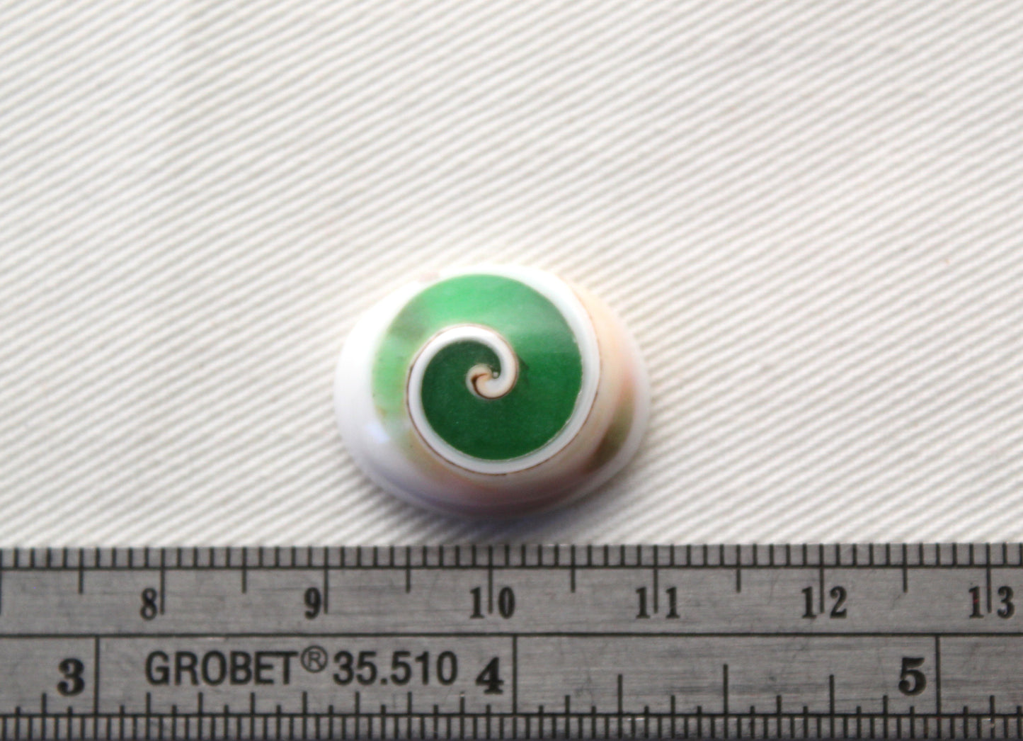 Green Shiva Eye Snail fossil gemstone Oval