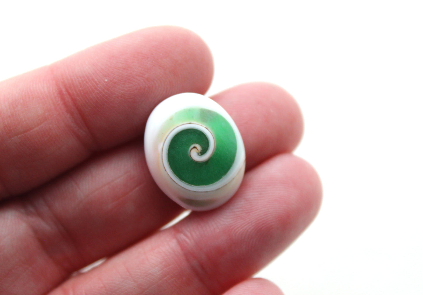 Green Shiva Eye Snail fossil gemstone Oval
