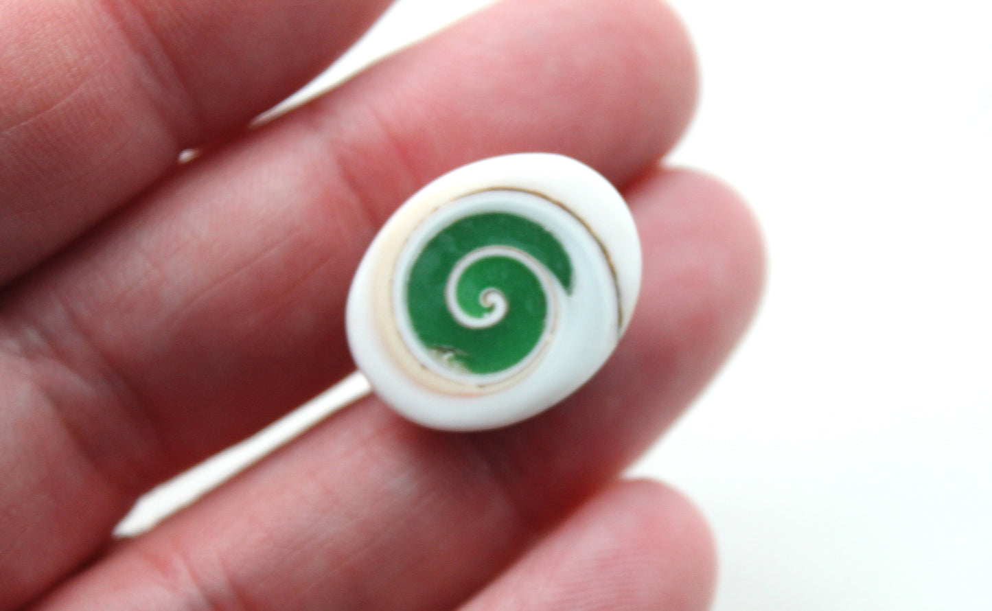 Green Shiva Eye Snail fossil gemstone Oval