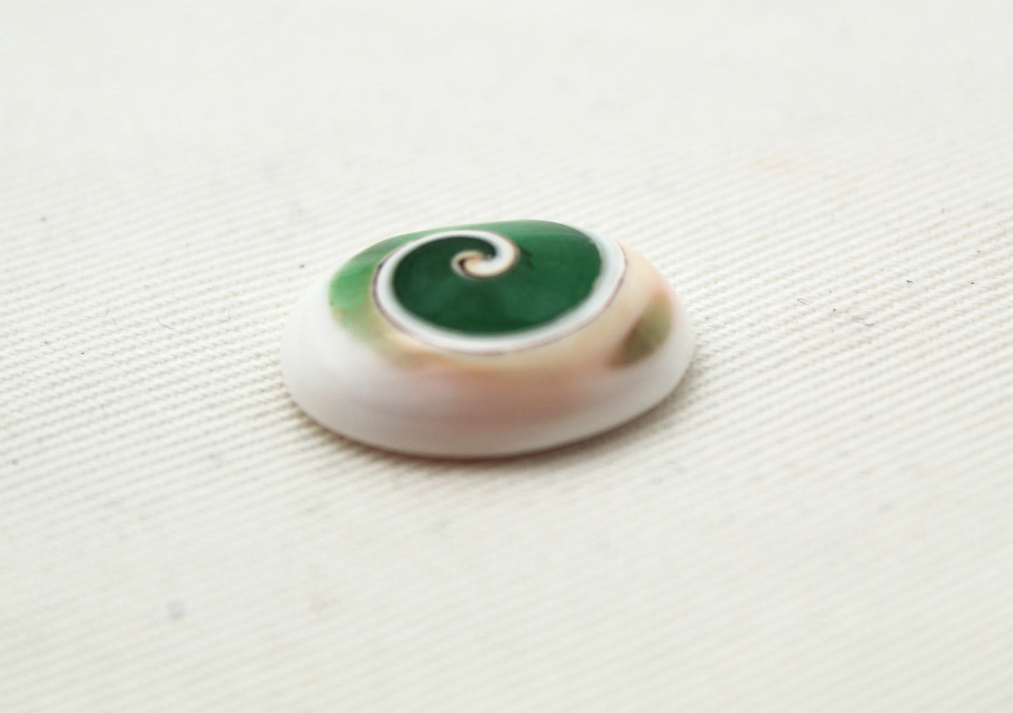 Green Shiva Eye Snail fossil gemstone Oval