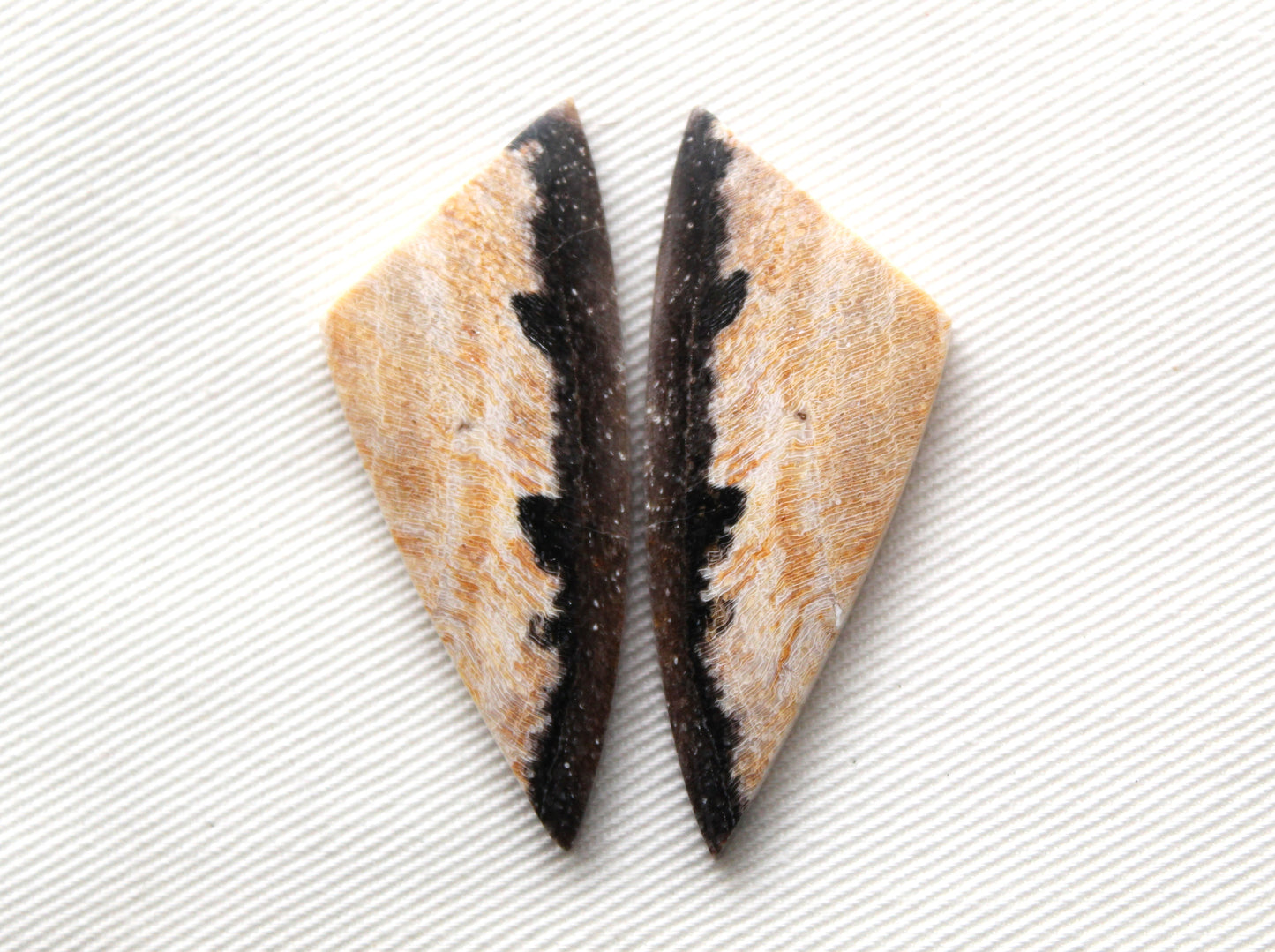 Nice pair of Petrified Wood Cabochons