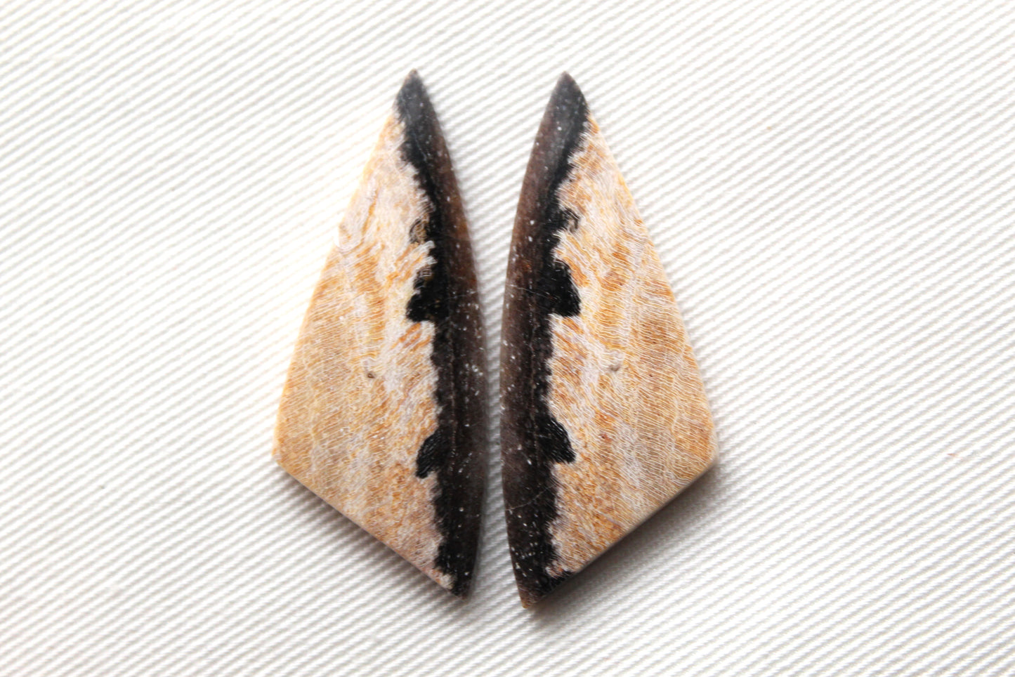 Nice pair of Petrified Wood Cabochons