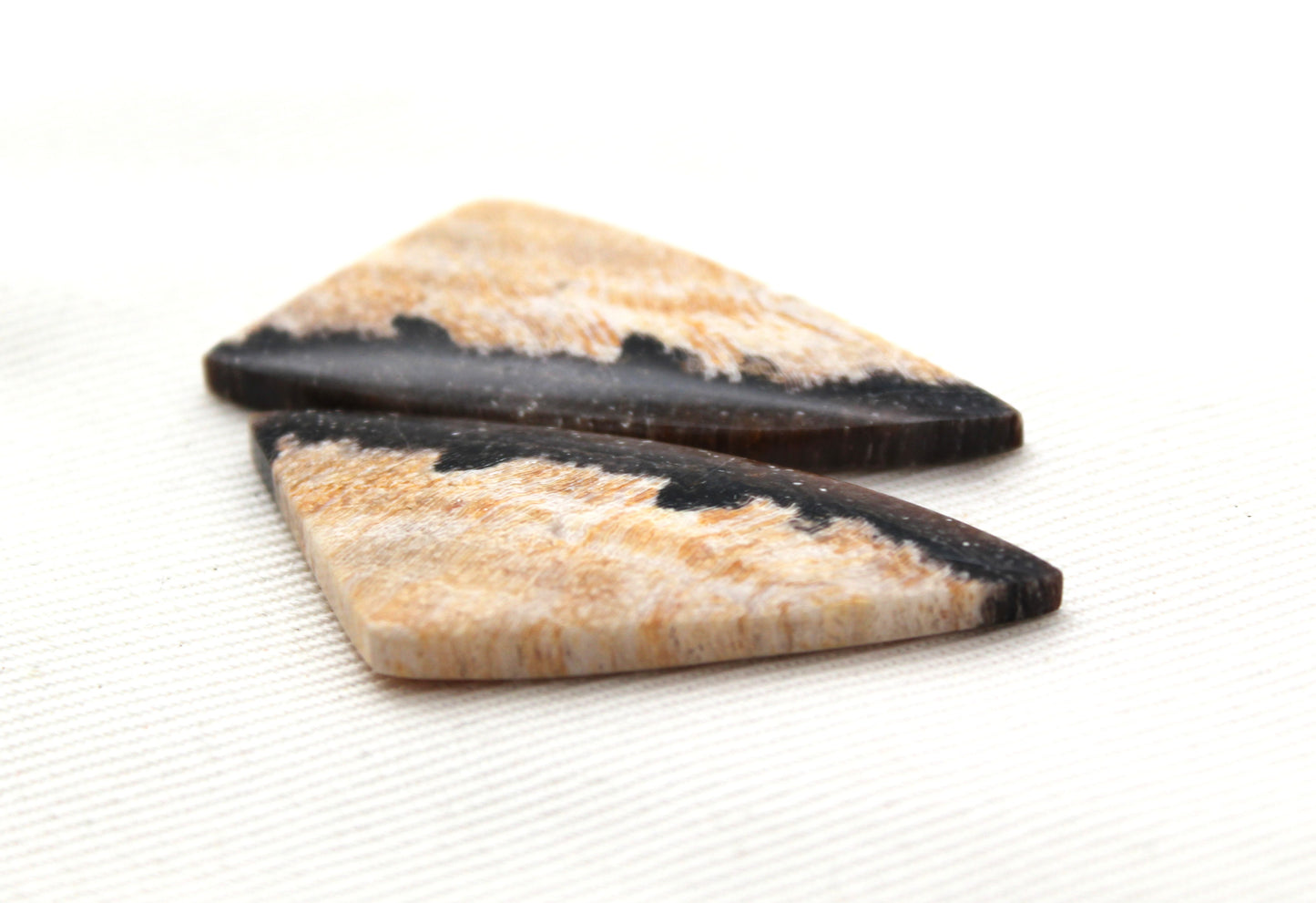 Nice pair of Petrified Wood Cabochons
