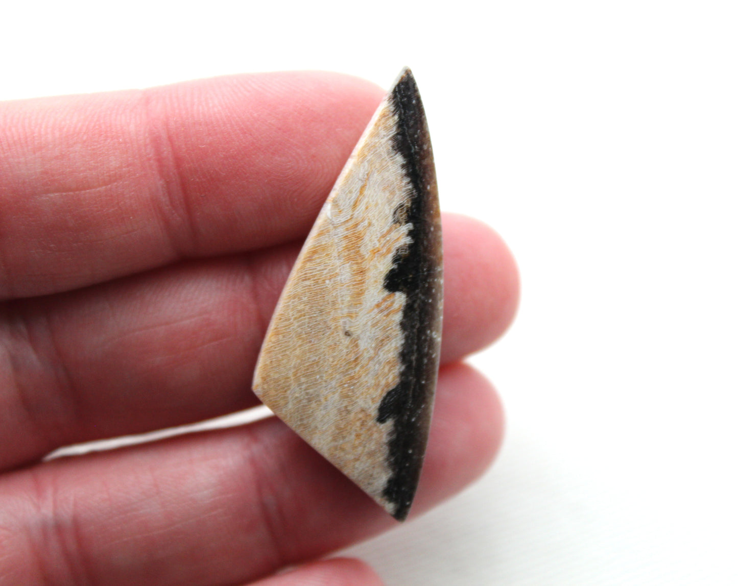 Nice pair of Petrified Wood Cabochons