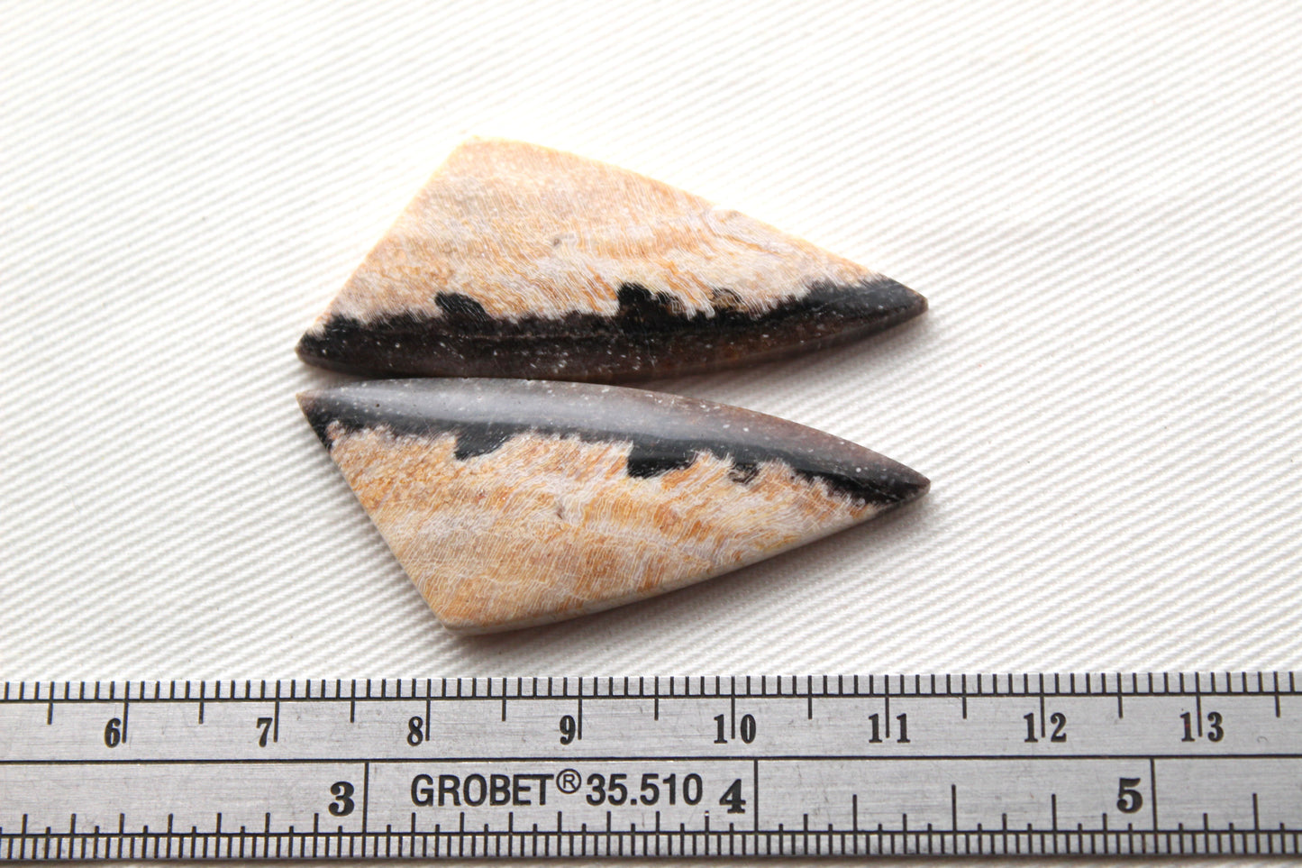 Nice pair of Petrified Wood Cabochons