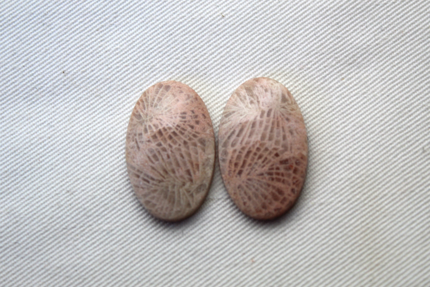 Fossil coral pair cabochons oval beige