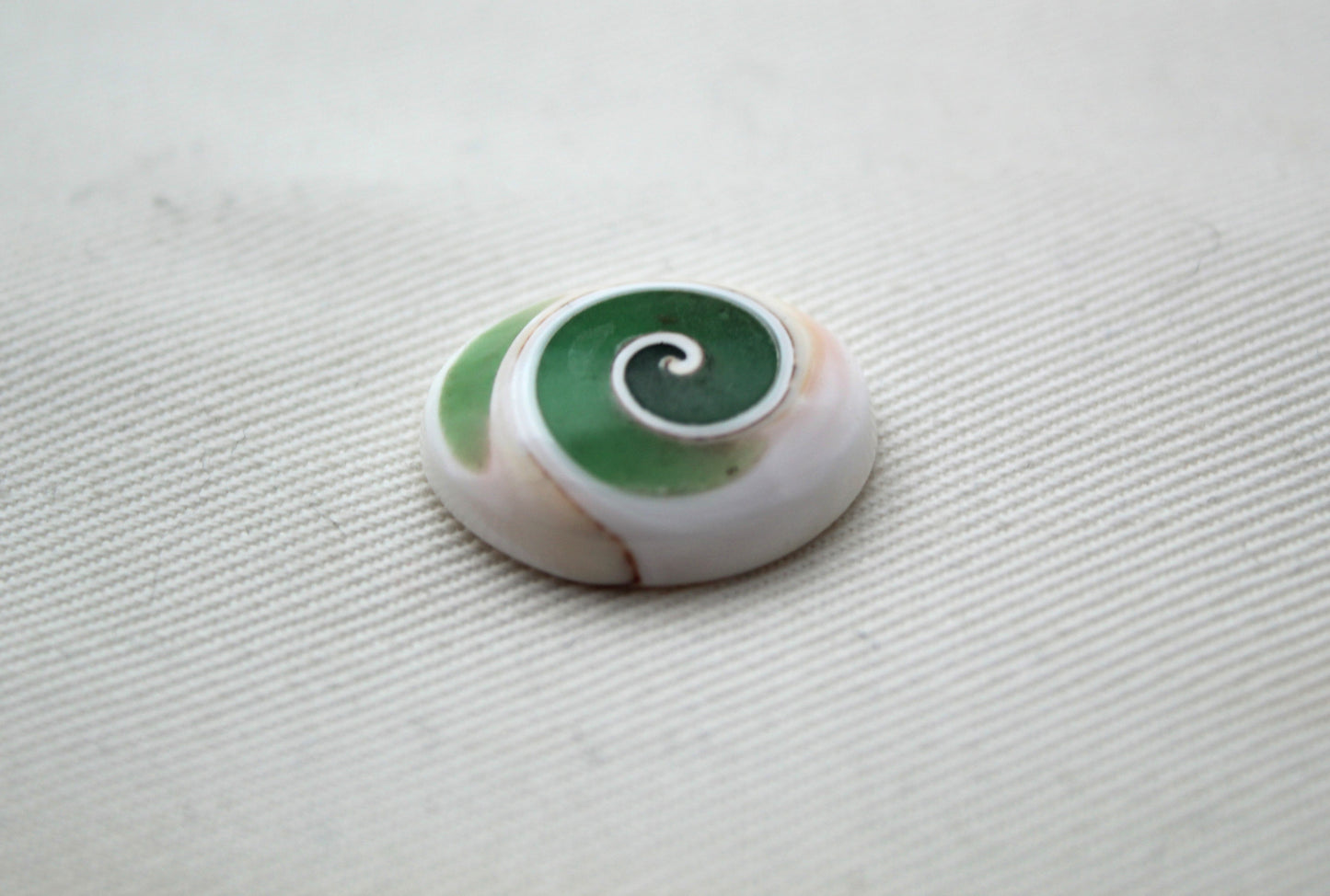 Larme fossile de pierre gemme fossile d'escargot d'oeil de Shiva vert