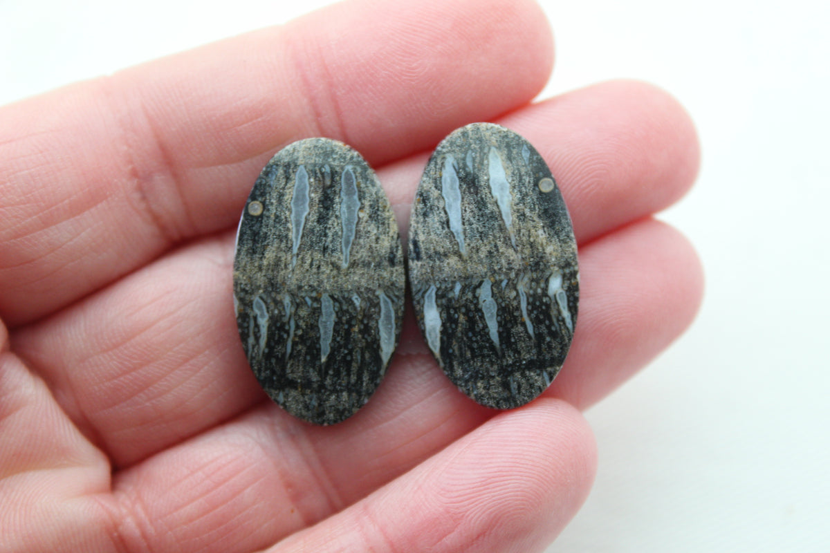 Palm Root Bone Cabochon Pair natural gemstones Oval