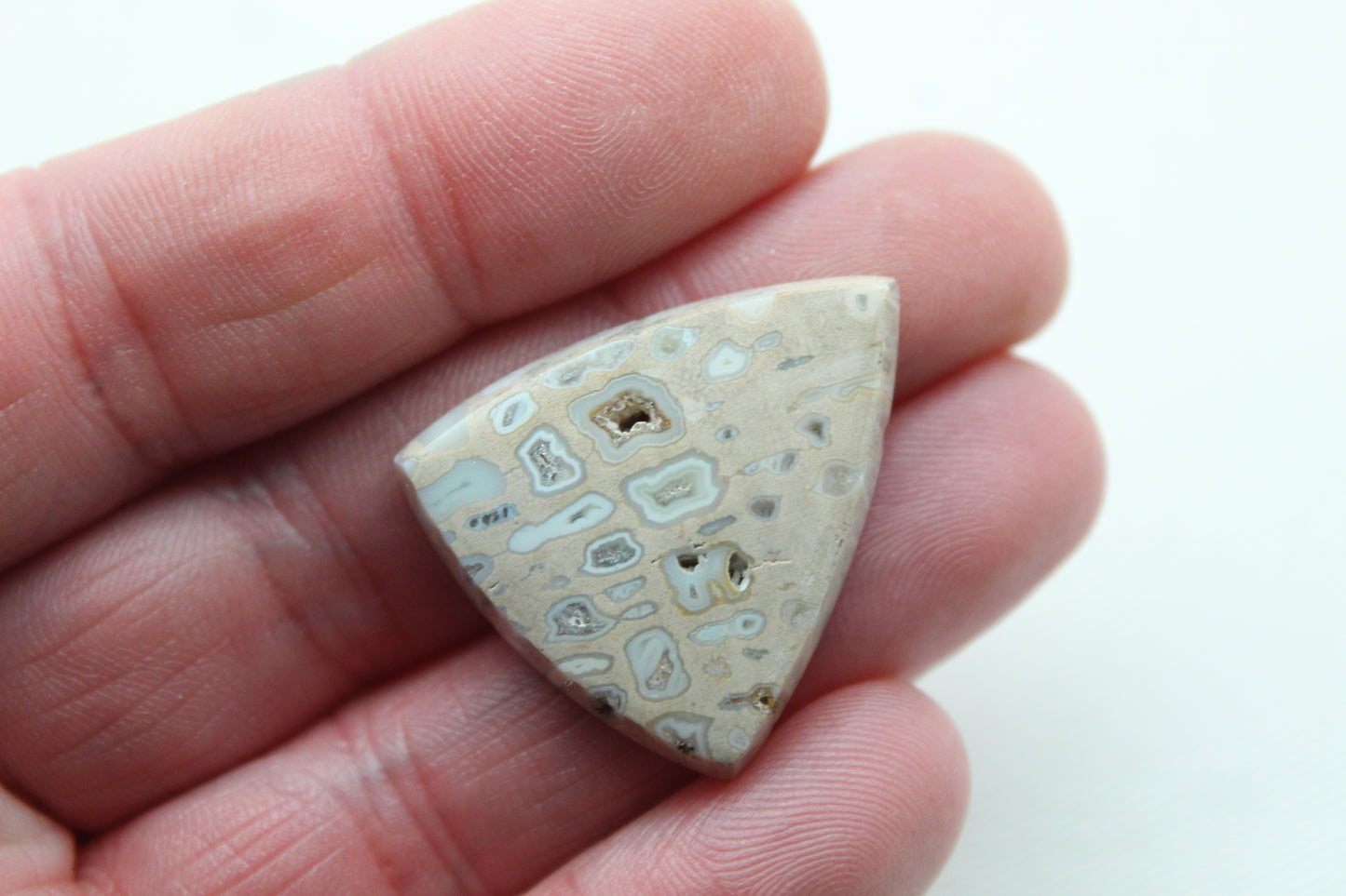 One Fossil Palmwood Cabochon Gemstone with druzy pockets triangle