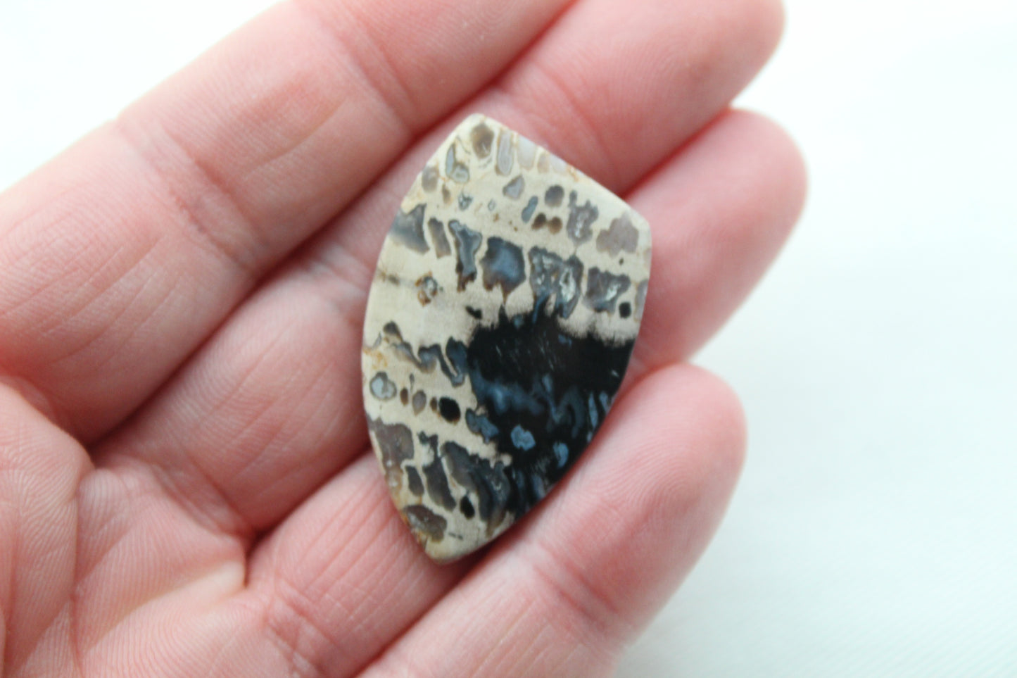 Grand cabochon en bois de palmier pétrifié