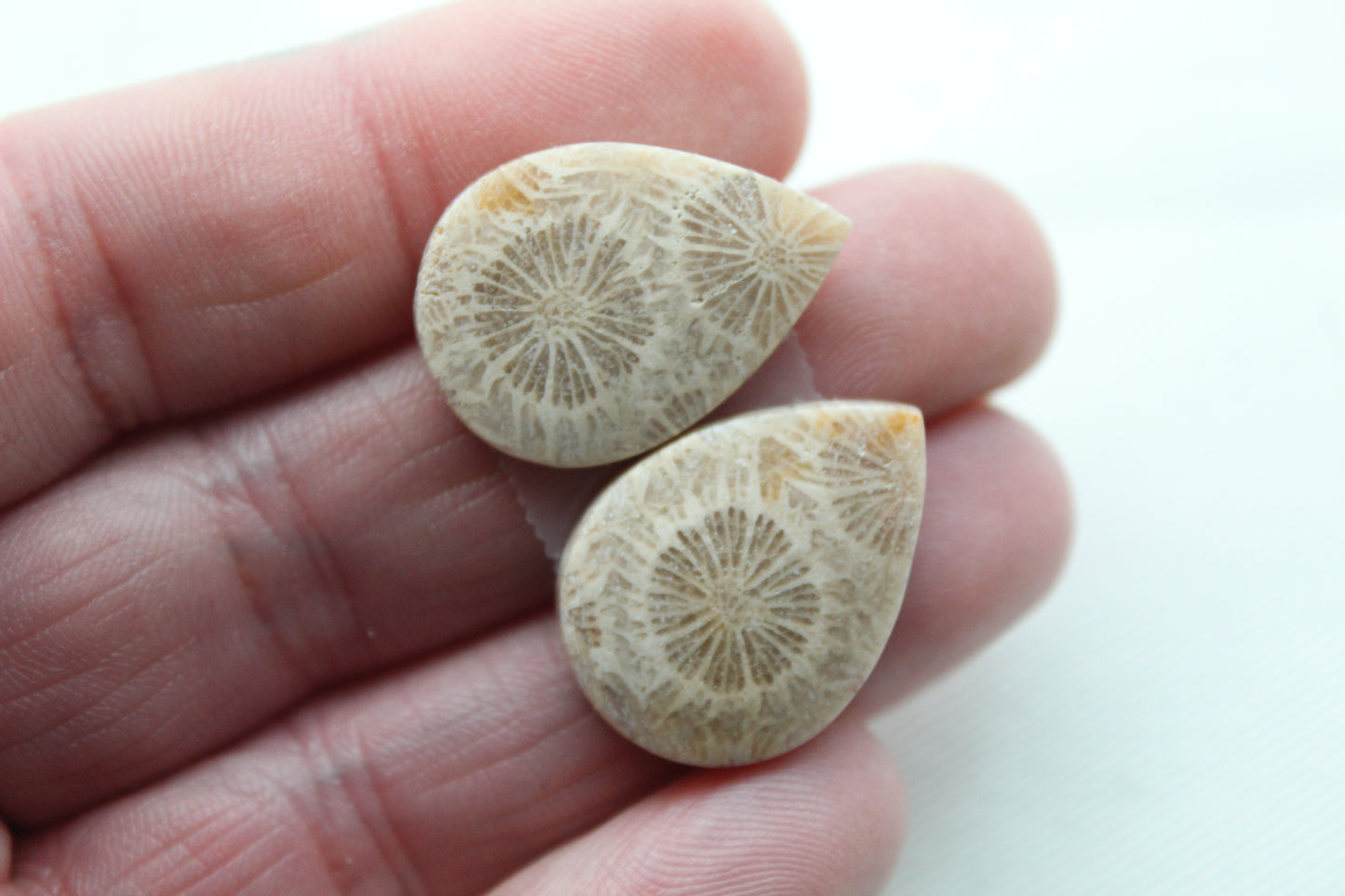 Fossilized Coral Pair of Gemstones cabochon beige natural