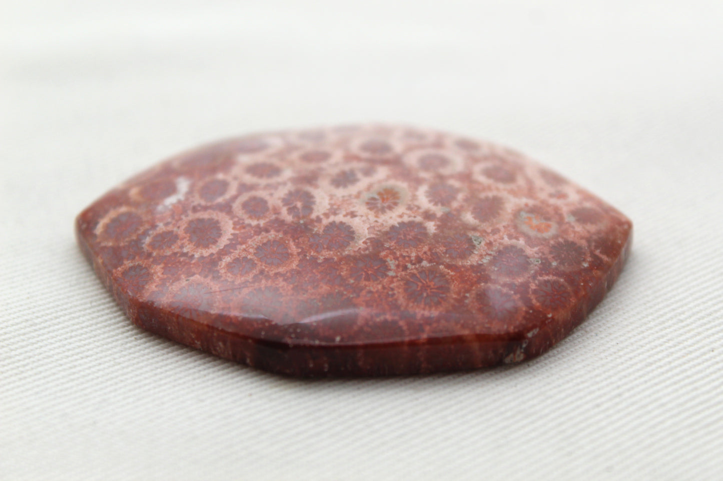 Cabochon en forme de larme de pierre gemme de corail fossilisé