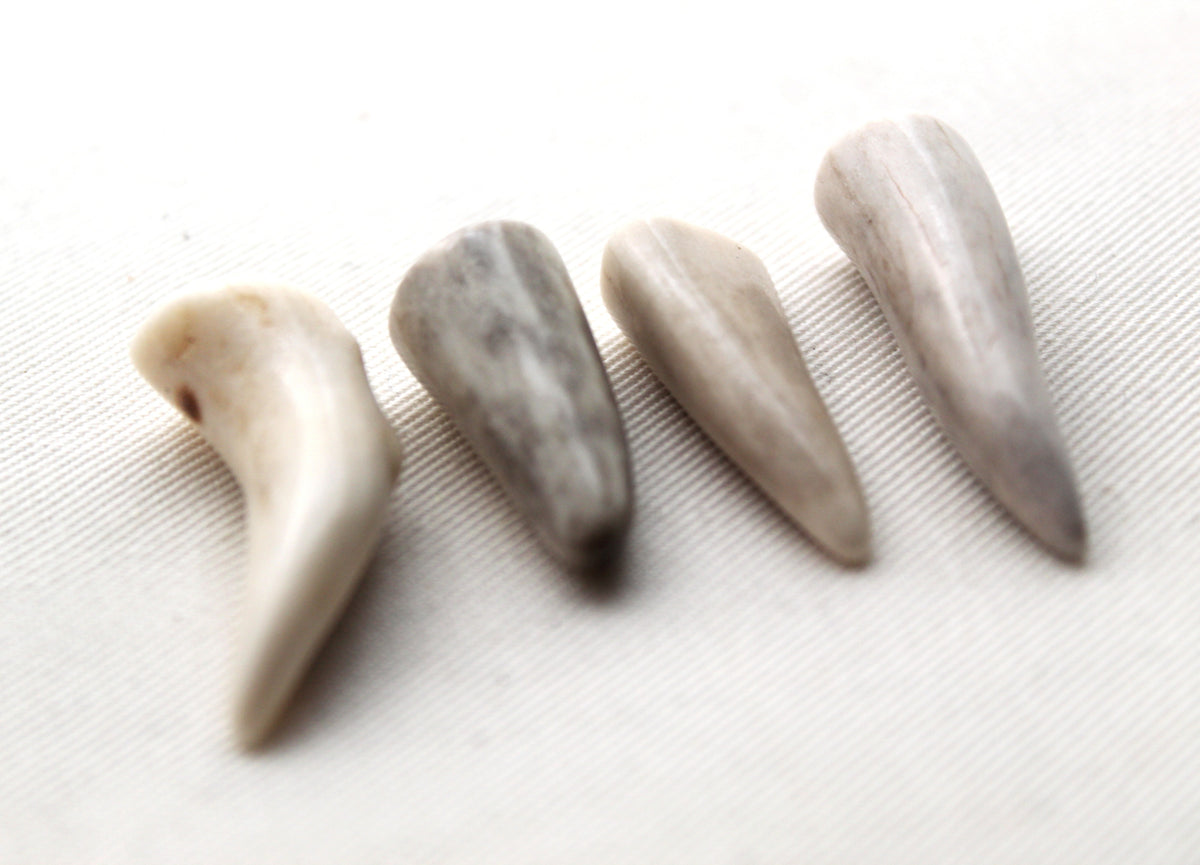 FOUR small deer antlers tips UNDRILLED naturally shed