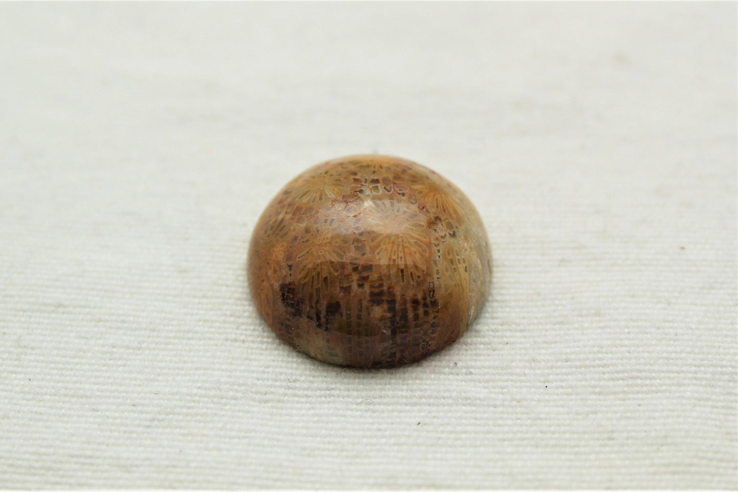 Round Fossilized Coral High dome Cabochon Gemstone