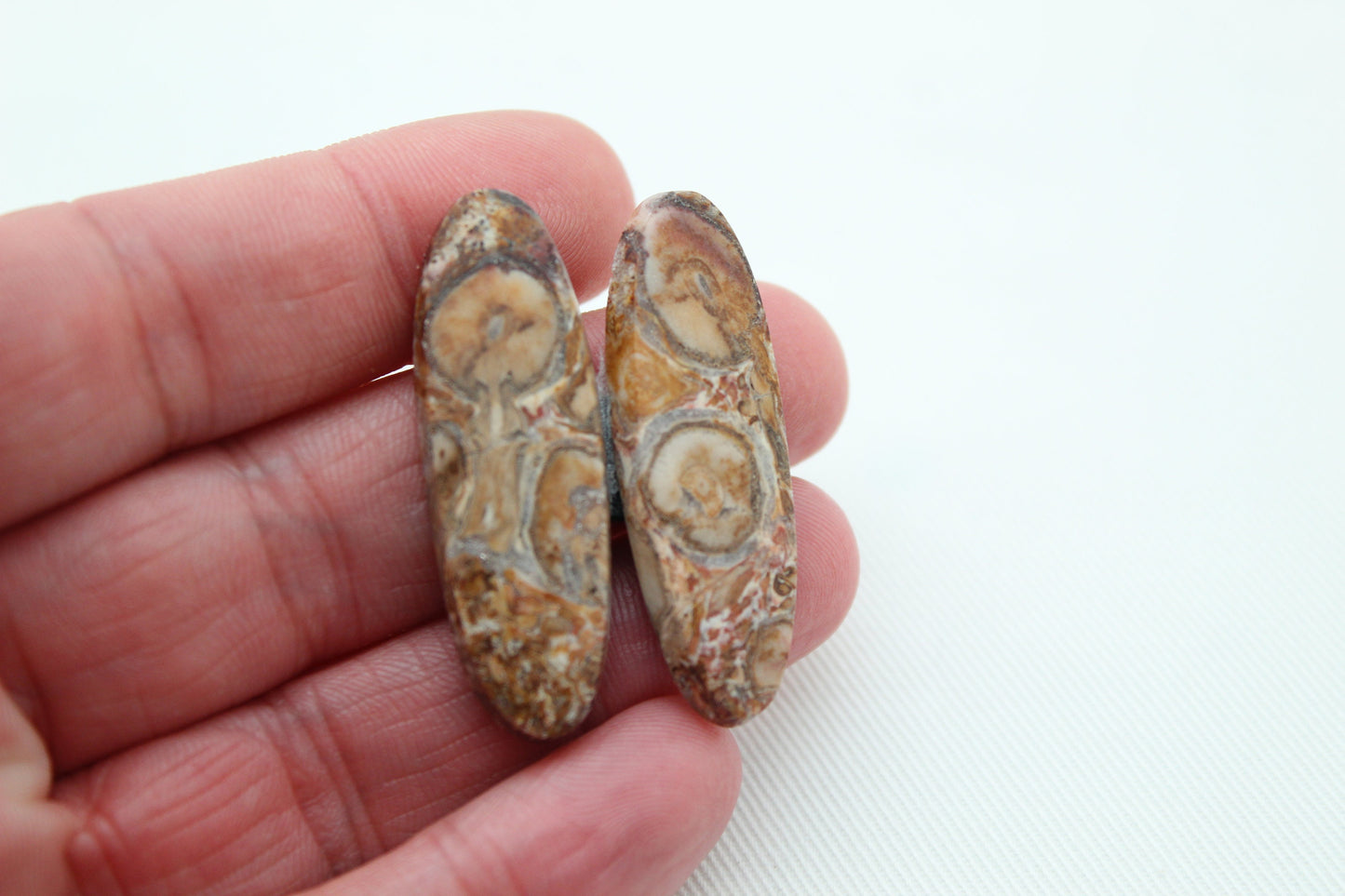 Petrified Palm root Cabochon Pair beige oval