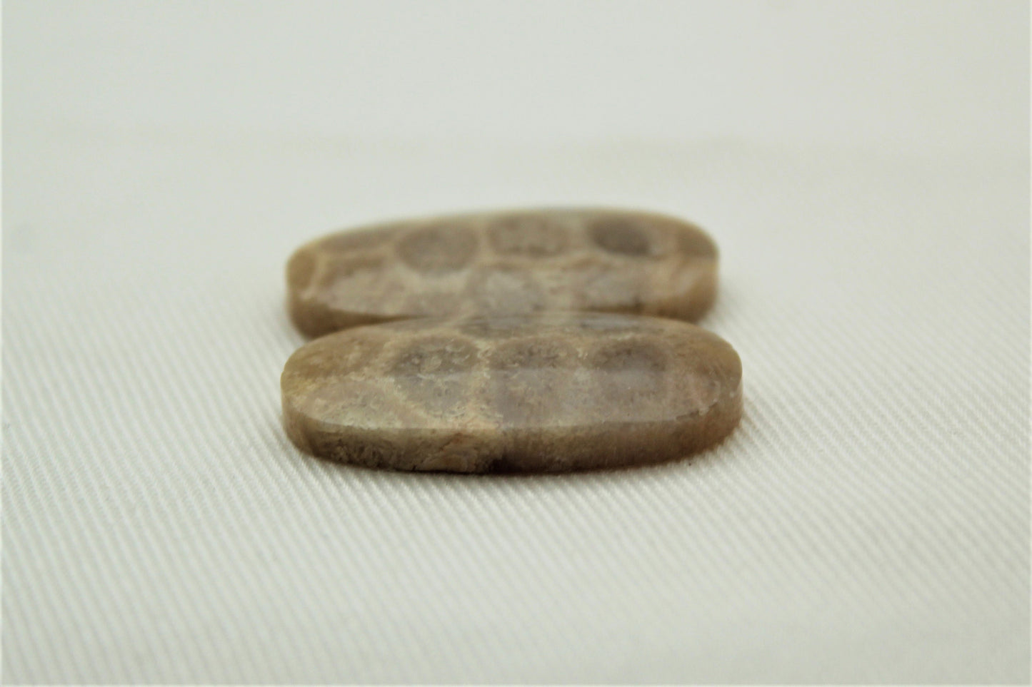 Fossil coral pair cabochons ovals