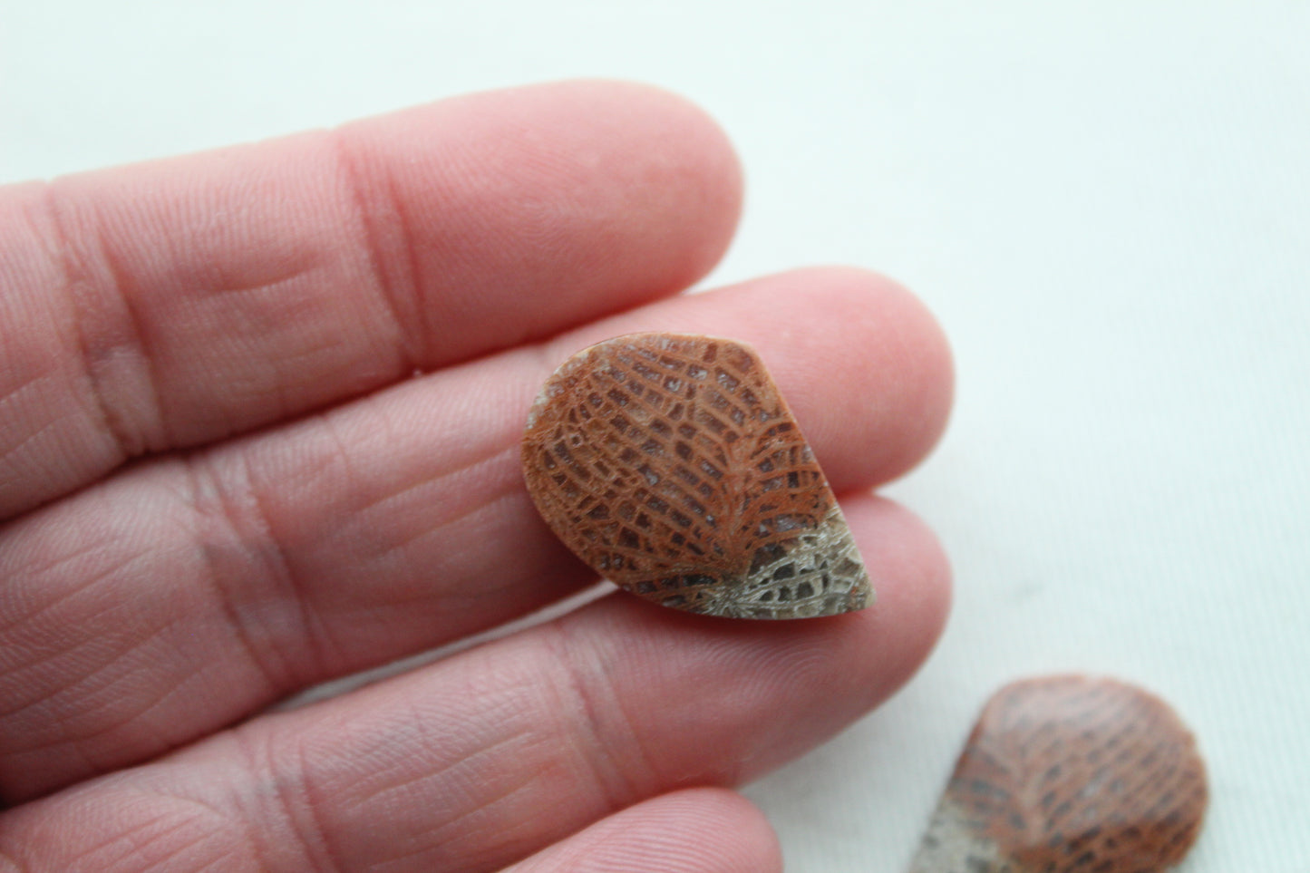 Pink Fossil Coral Pair of Gemstones cabochon