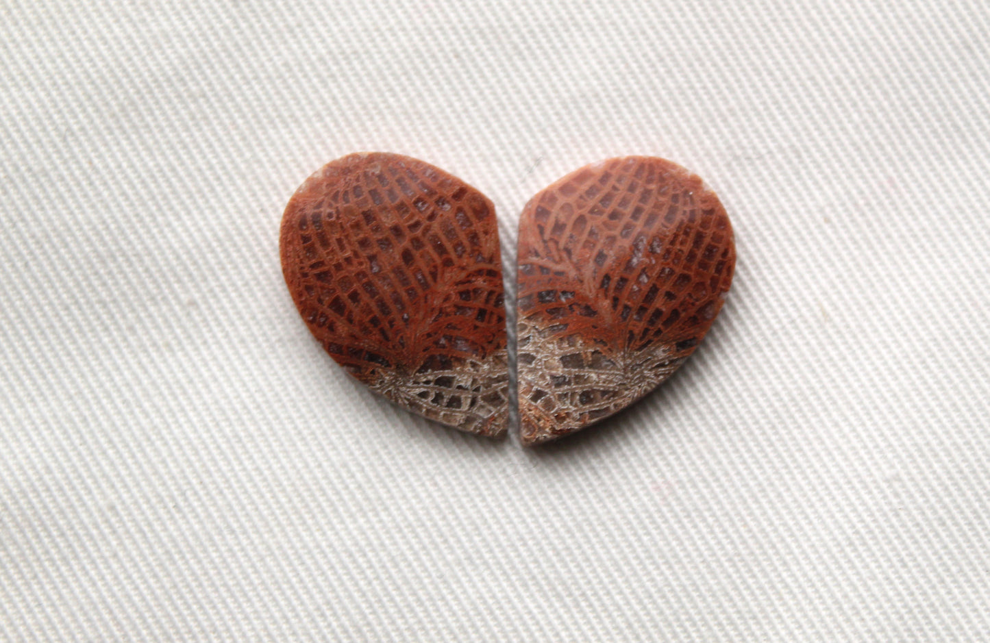 Pink Fossil Coral Pair of Gemstones cabochon