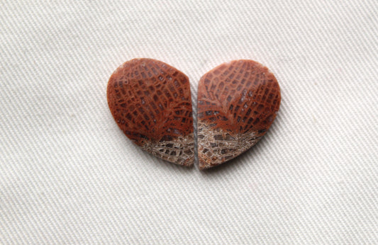 Pink Fossil Coral Pair of Gemstones cabochon