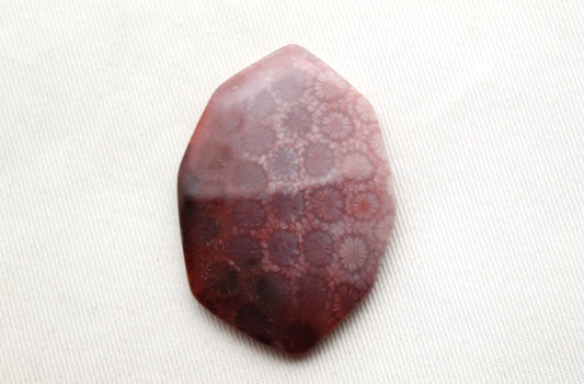 Large Fossilized Coral Gemstone cabochon Freeform