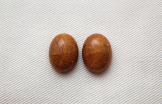 TWO Petrified coral cabochons oval 16X12MM