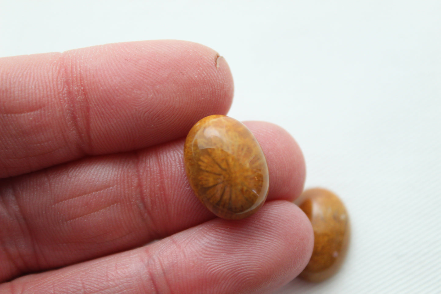 TWO Petrified coral cabochons oval 16X12MM