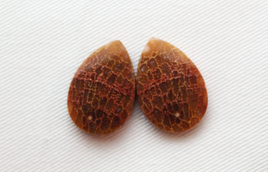 Nice Fossil wood Cabochon Pair pear