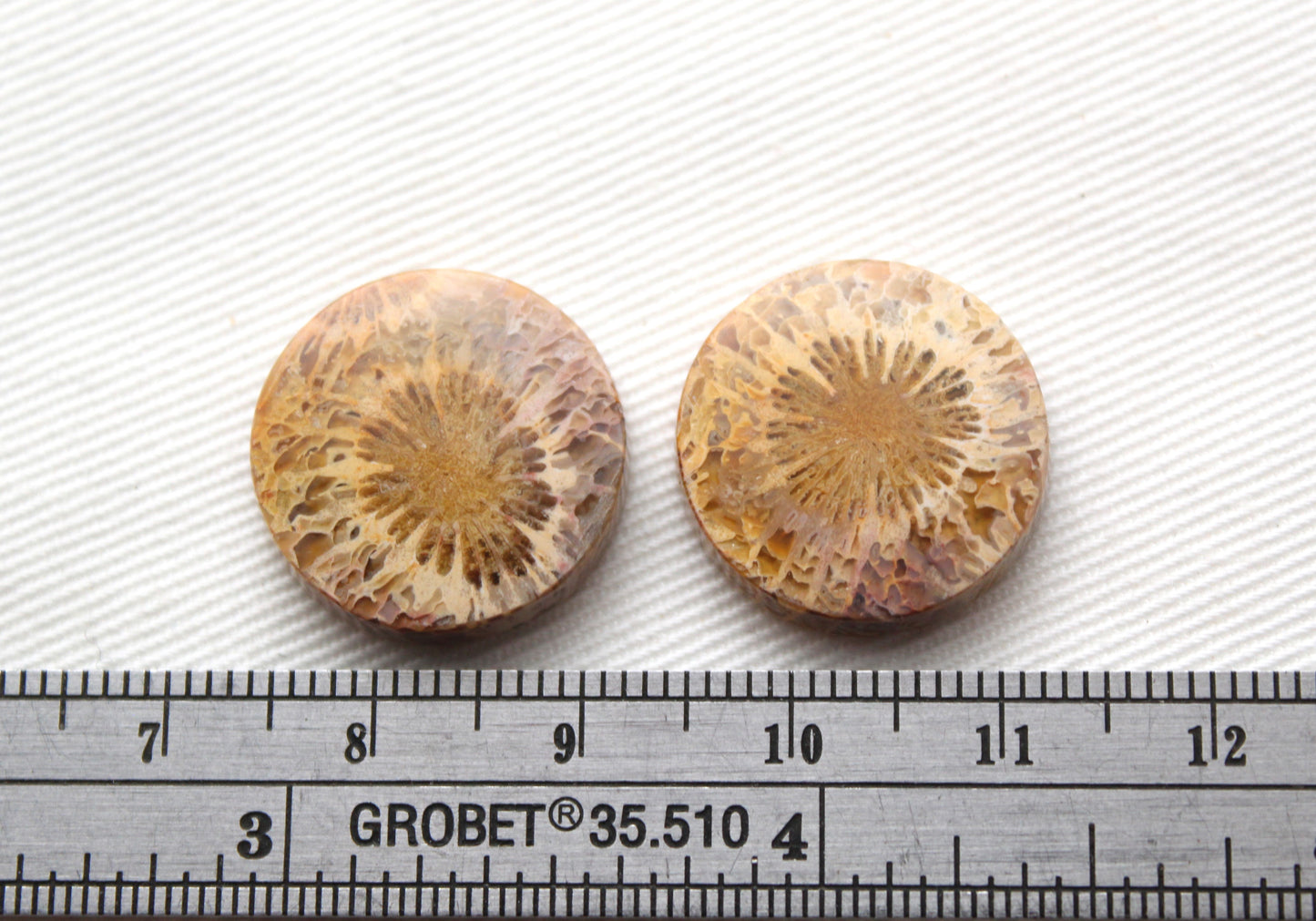 Fossilized Coral Pair of Gemstones cabochon round 18MM