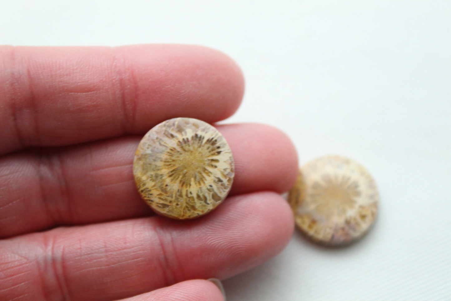 Fossilized Coral Pair of Gemstones cabochon round 18MM